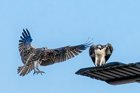 Beta Osprey Chick Landing New Hampshire