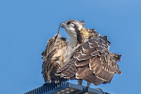 Looking Good.  Alpha Osprey Chick Preening, New Hampshire