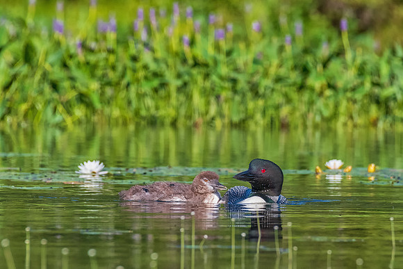 Loon Mom and Chick, New Hampshire 2019