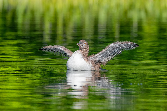 Loon Chick Wing Stretch, New Hampshire 2019