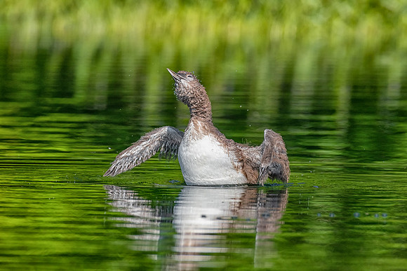 Loon Chick Head Spin, New Hampshire 2019