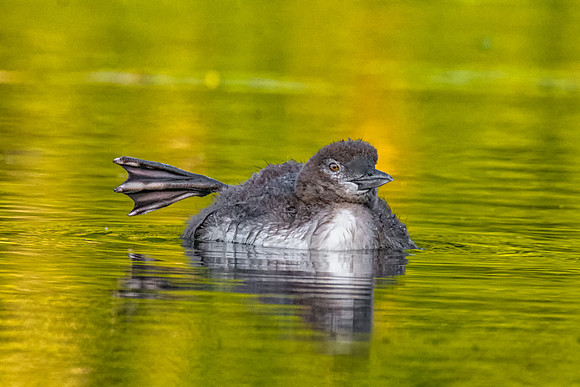 Loon Chick Waving, New Hampshire 2019