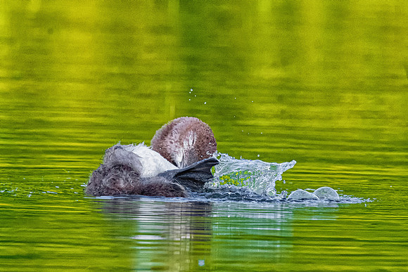 Bubble Bath, Loon Chick, New Hampshire 2019
