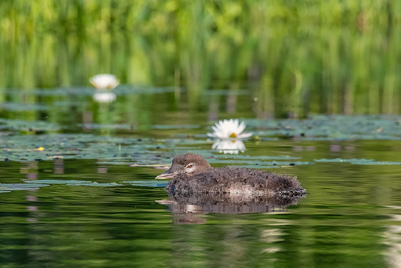 Loon Chick Floating, New Hampshire 2019