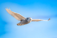 Snowy Owl Flying Blue Sky. Hampton Beach State Park, NH.