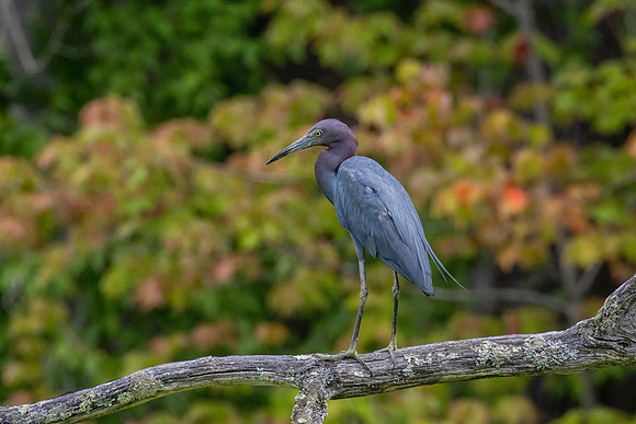 Little Blue Heron in Fall Colors, Massachusetts 2019