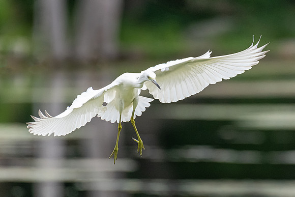 Little Blue Heron Juvenile in Flight, Massachusetts 2019