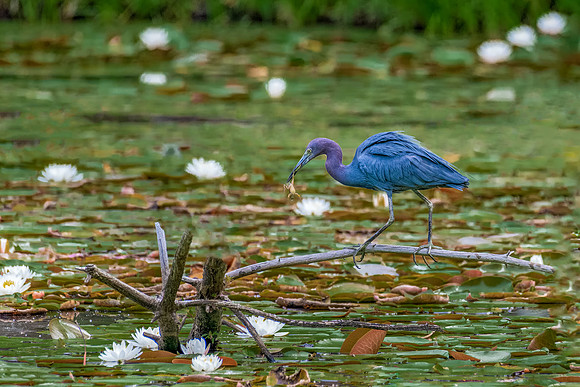 Little Blue Heron Walking with Frog, Massachusetts 2019