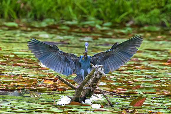 Little Blue Heron with Frog, Massachusetts 2019