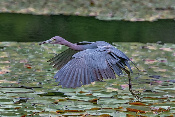Little Blue Heron Take Off, Massachusetts 2019
