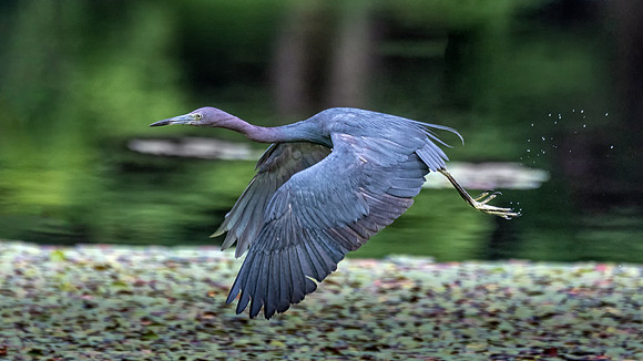 Little Blue Heron in Flight, Massachusetts 2019