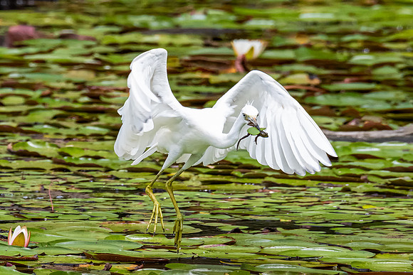 Little Blue Heron Juvenile with Frog, Massachusetts 2019