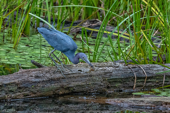 Little Blue Heron Catching Frog, Massachusetts 2019