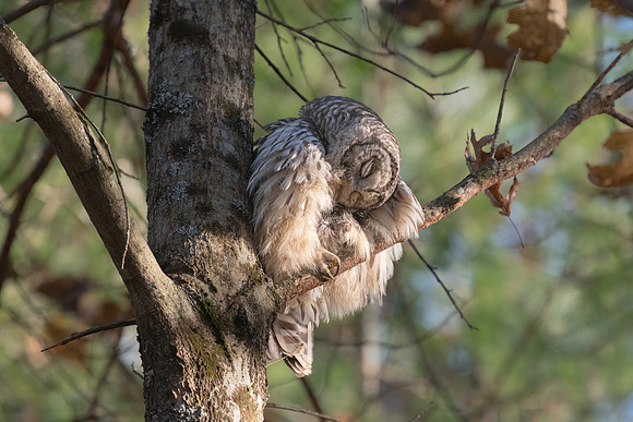 Barred owl Preening. Hudson, NH. Fall 2021,