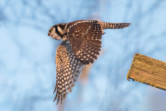 Northern Hawk Owl Take Off.  Maine, USA. January 2024