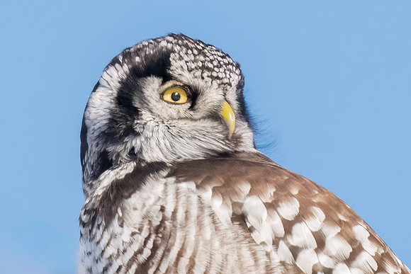 Northern Hawk Owl Head Shot.  Maine, USA. January 2024