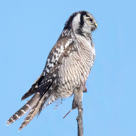 Northern Hawk Owl Perched with Vole.  Maine, USA. January 2024
