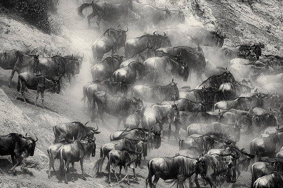 Billing Up the Wildebeest Herd Before Crossing.  Mara Conservancy, Kenya.  September 2021.