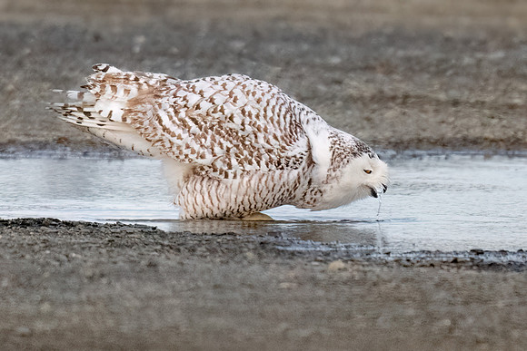 Snowy Owl Drinking in Puddle. Hampton Beach State Park, NH.