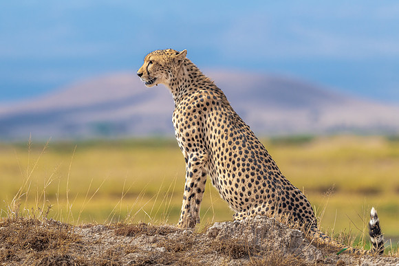 Female Cheetah Surveying Grasslands.  Amboseli National Park, Kenya.  October 2021.