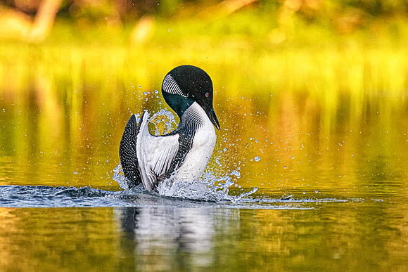 Loon Splash!  Southern New Hampshire, August 2019