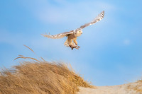 Snowy Owl Flying Away with Prey. Hampton Beach State Park, NH.
