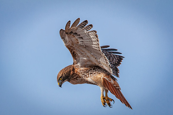 Waiting to Strike, Red Tail Hawk Spots Prey, Plum Island, MA