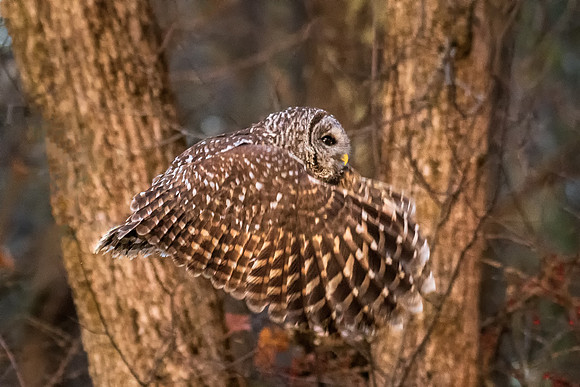 Barred Owl, East Kingston, NH, November 2019