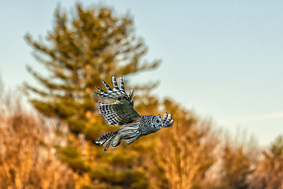 Barred Owl Fly By, Epping, NH, November 2019