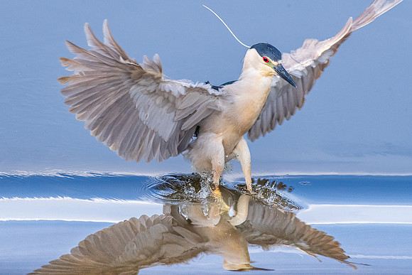 Black Crowned Night Heron , Winchester, MA, 2019