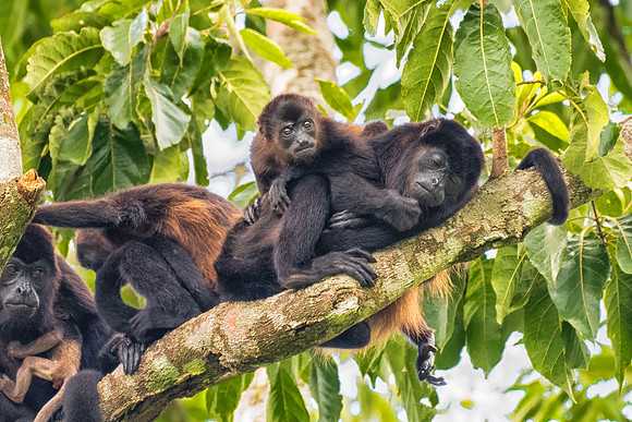 Howler Monkey Family, Costa Rica, November 2019