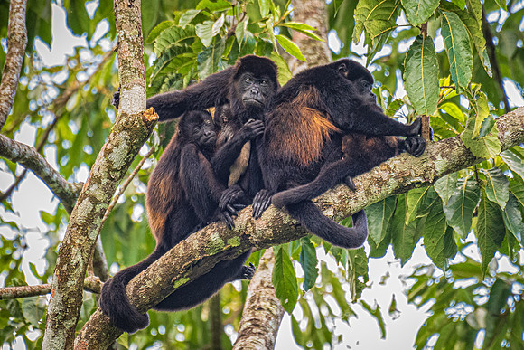 Howler Monkey Family with Newborn, Costa Rica, November 2019