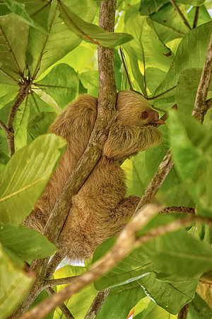Two-Toed Sloth, Manuel Antonio National Park, Blue Gold Macaws Flying, Costa Rica, November 2019