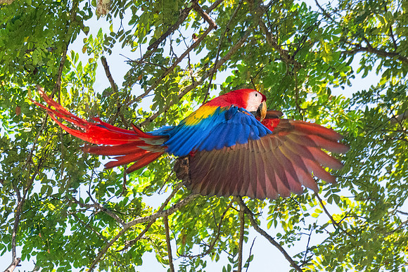 Scarlet Macaw Soaring, Costa Rica, November 2019