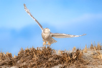 Snowy Owl Take Off. Hampton Beach State Park, NH.