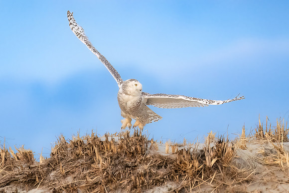 Snowy Owl Take Off. Hampton Beach State Park, NH.