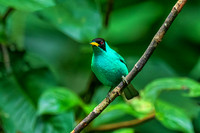 Green Honey Creeper, Daneau Center, Arenal, Costa Rica