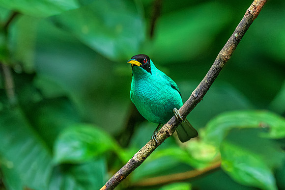 Green Honey Creeper, Daneau Center, Arenal, Costa Rica