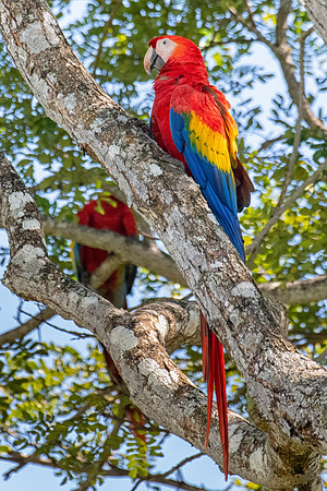 Scarlet Macaws, Near Tarcoles River, Costa Rica