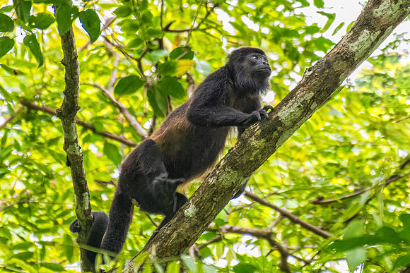 Howler Monkey Climbing, Arenal, Costa Rica