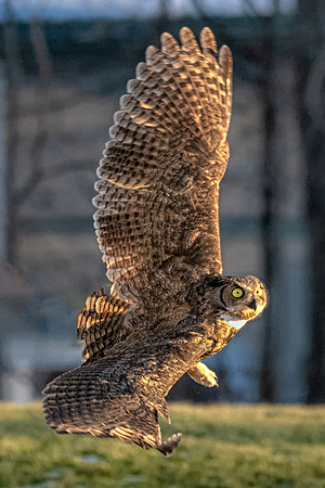Great Horned Owl Take Off, Greenland, NH December 2019