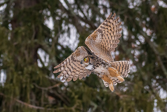 Great Horned Owl, Kingston, NH January 2020