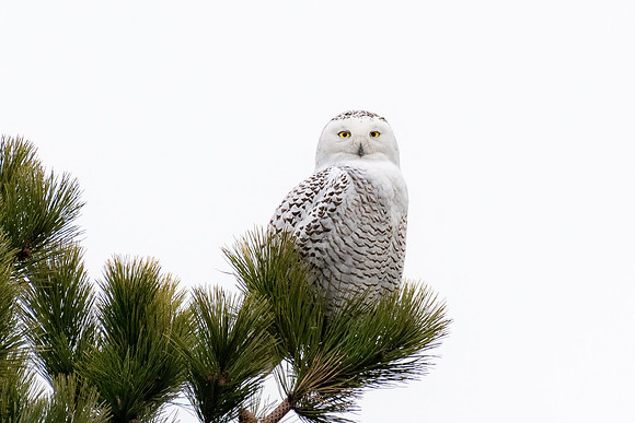 Snowy Owl in Pine Tree, Parker River Wildlife Refuge, January 2020