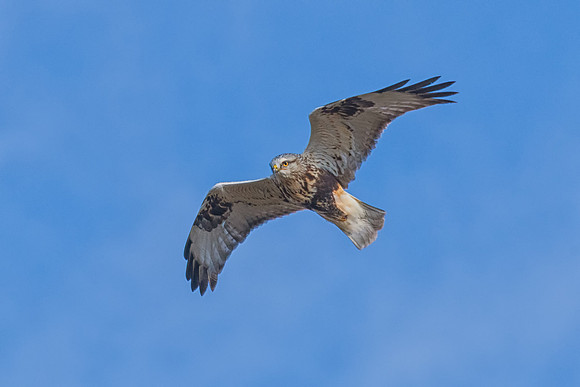 Light Morph, Rough Legged Hawk, Parker River Wildlife Refuge, January 2020
