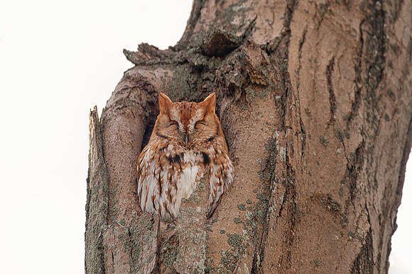 Red Morph Eastern Screech Owl, Newburyport, Massachusetts, January 2020