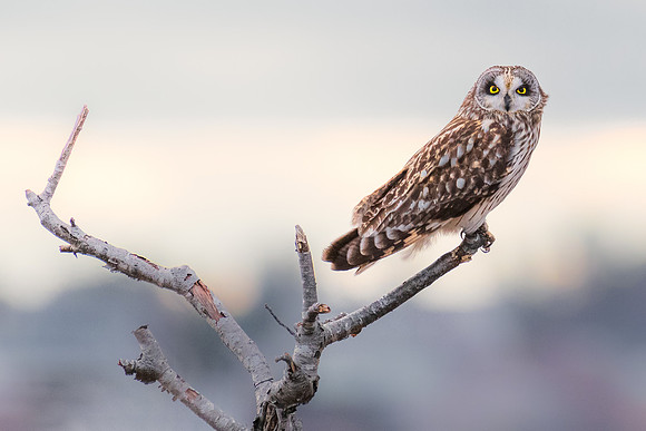 Perched.  Short-eared Owl, Eastern Massachusetts, 2020