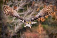 Wingspan and Golden Eyes. Great Horned Owl, Kingston, New Hampshire, 2020