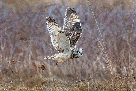 Take Off, Short-Eared Owl, Eastern Massachusetts, January 2020