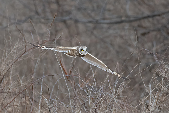 Gliding Low. Short-Eared Owl, Eastern Massachusetts, January 2020
