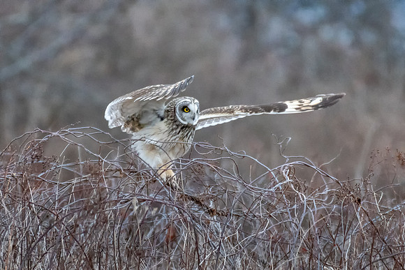 Balancing Act. Short-Eared Owl, Eastern Massachusetts, January 2020